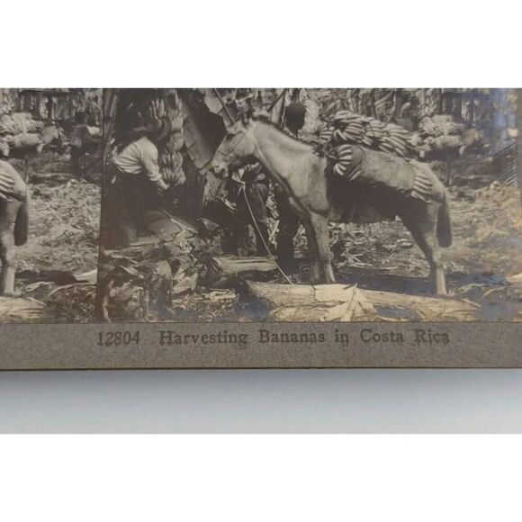 Keystone View card Harvesting Bananas In Costa Rica Photo Card - Picture 4 of 8